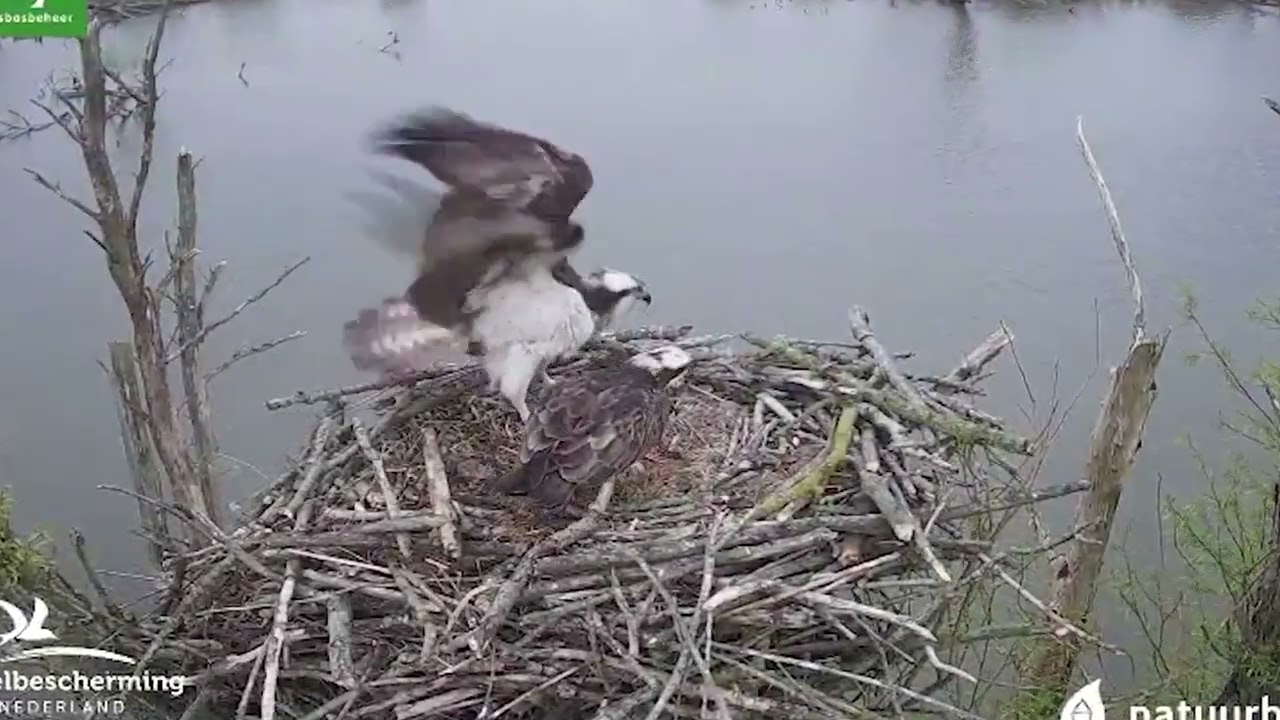 Osprey webcam highlights - The best bits from 2021