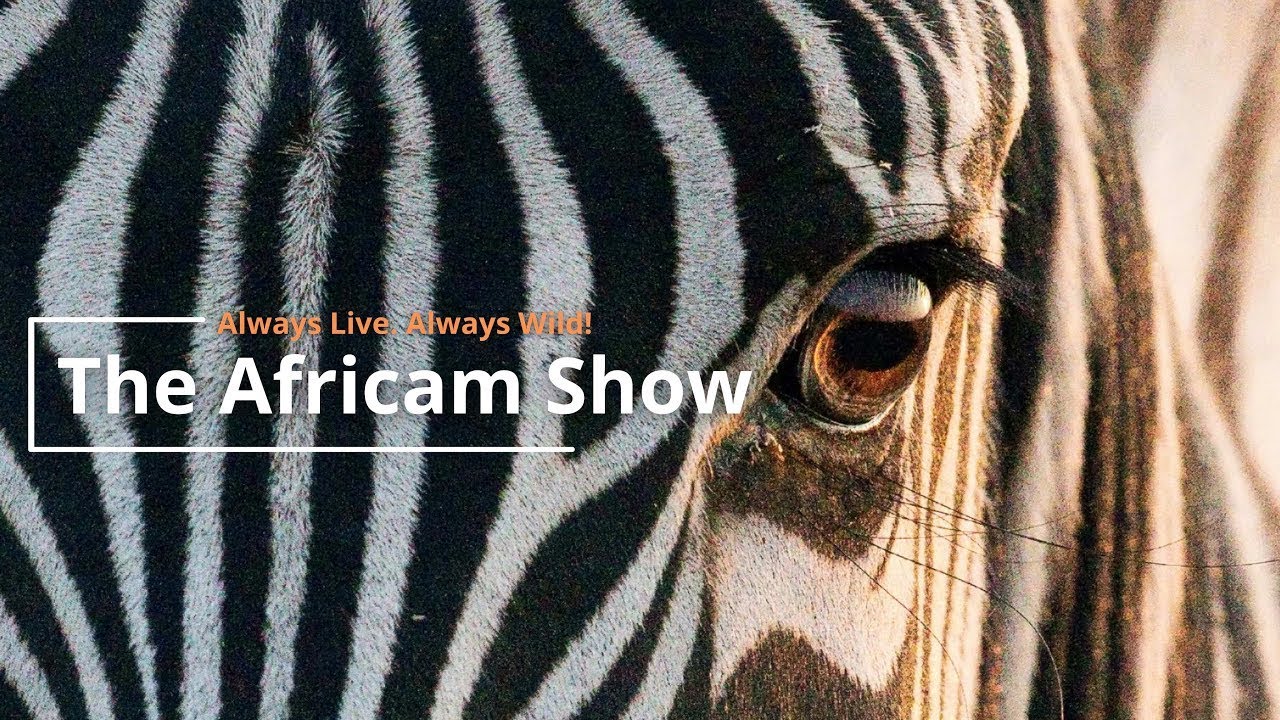 The Africam Show with James Hendry - 3.1.22