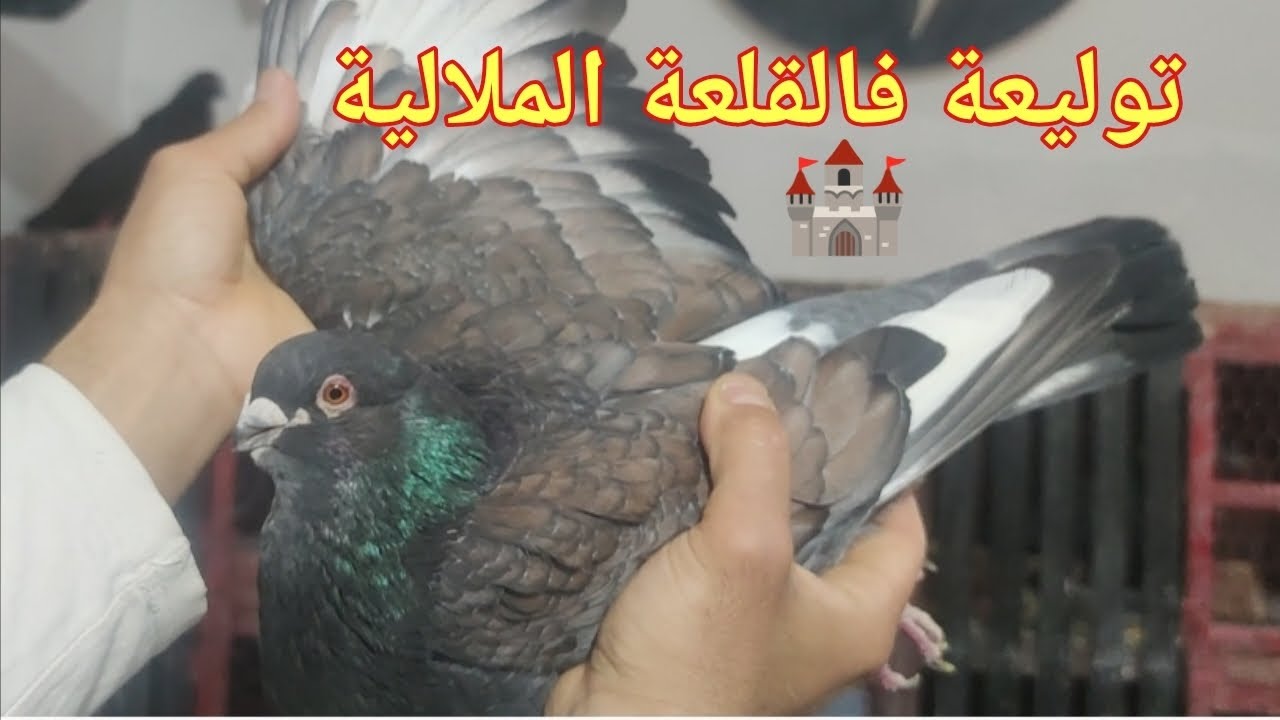 توليعة سيفيانوسية  فالقلعة الملالية 🏰 عند الاخ ياسر آل ياسر ⚡ مربي حمام السيفيانوس المغربي الأصيل 🇲🇦