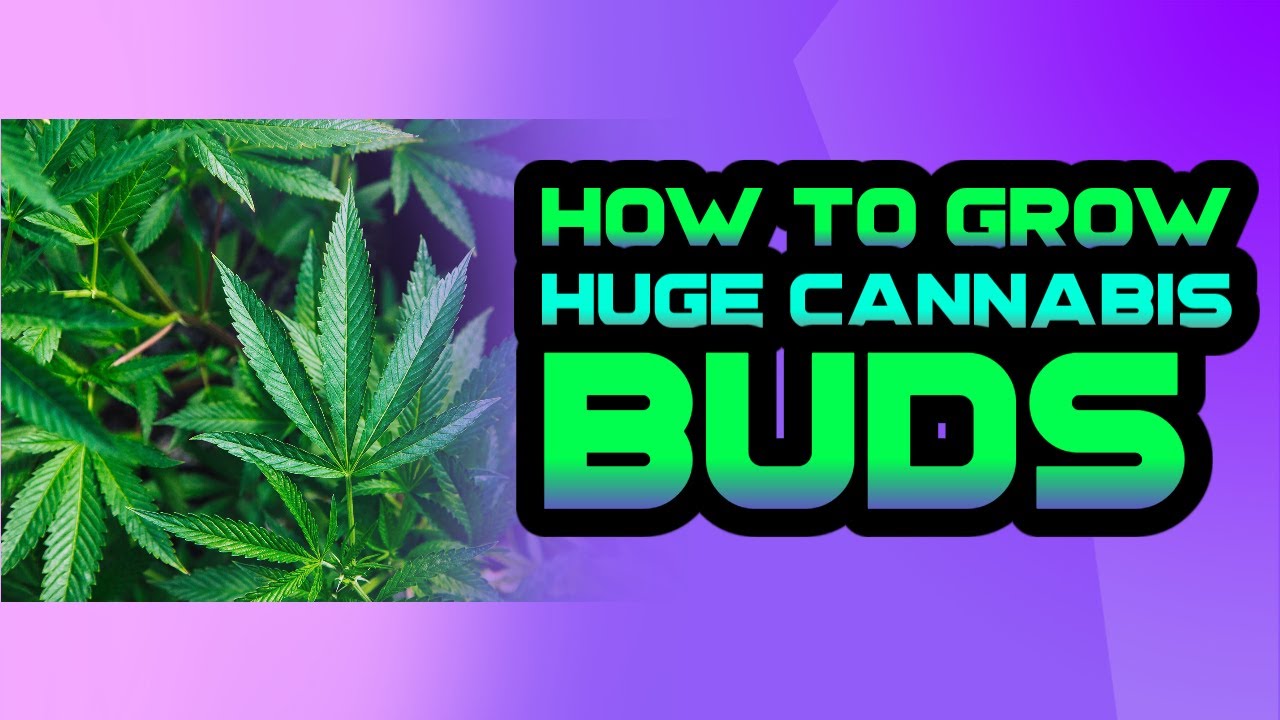 How to Grow Huge Cannabis Buds: Proven Techniques & Tips