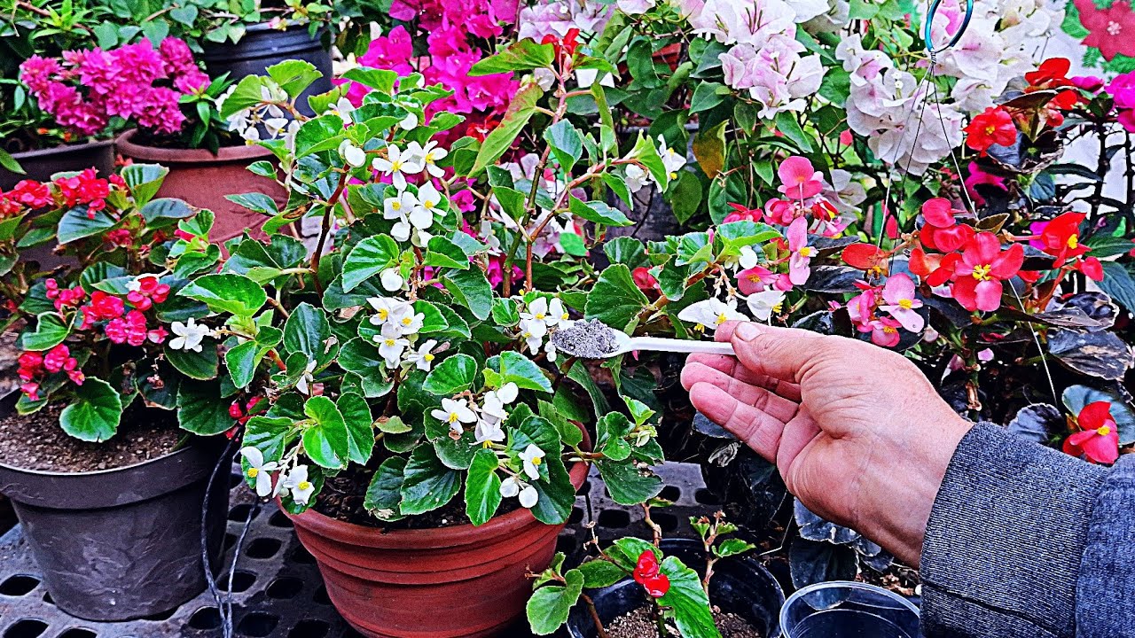 Begonias Aplica solo una cucharita abajo de las plantas de begonias para la floración 