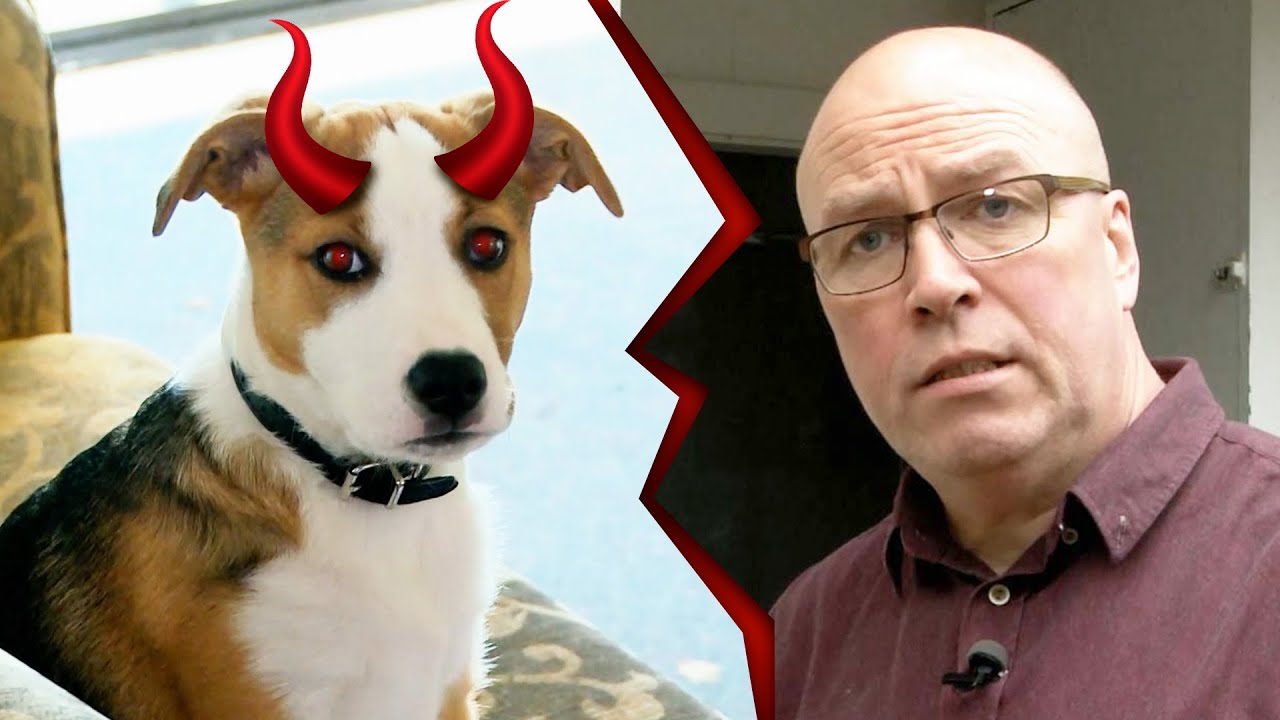 Bad Dog Or Bad Owners? Neglected Puppy Fends For Himself In TRASHED Rental