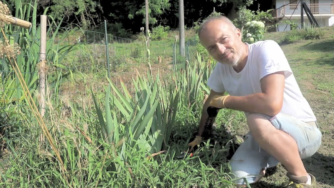 Video 87   #IRIS 2 -  Pulizia di un gruppo di Iris dalle erbe infestanti