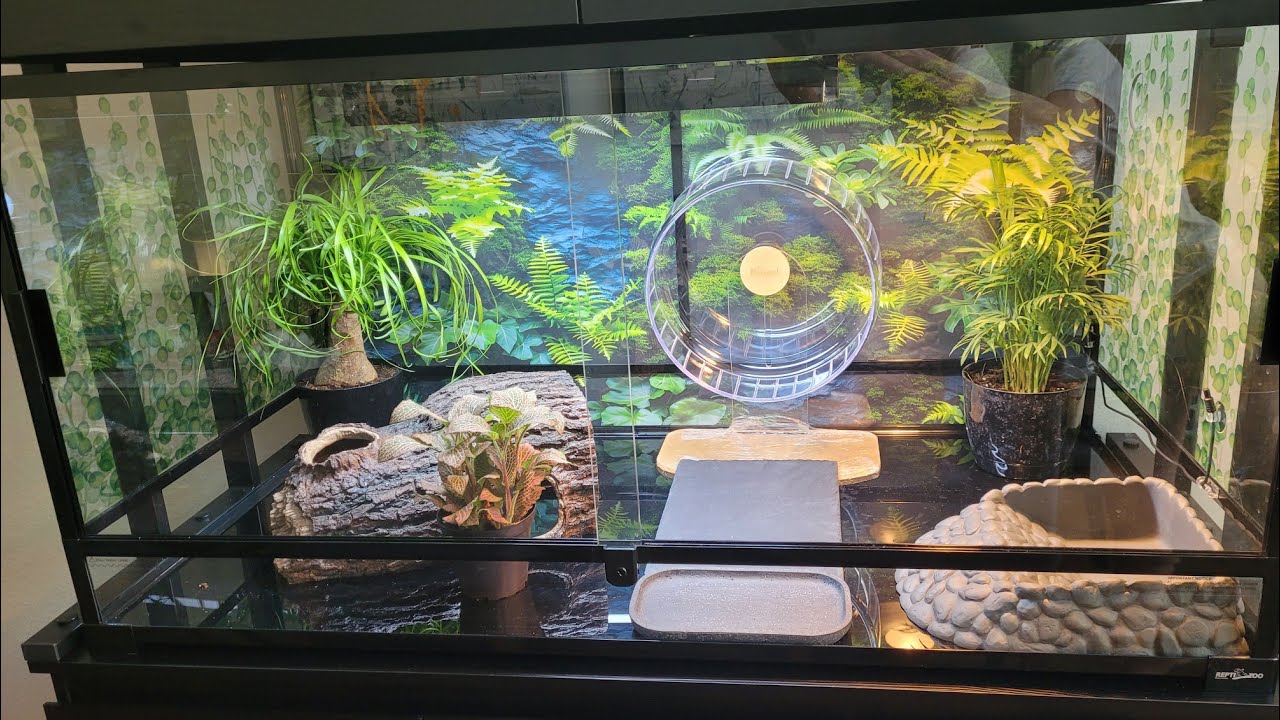 Indoor Hermann's tortoise enclosure : Day 6 Plants and Accessories