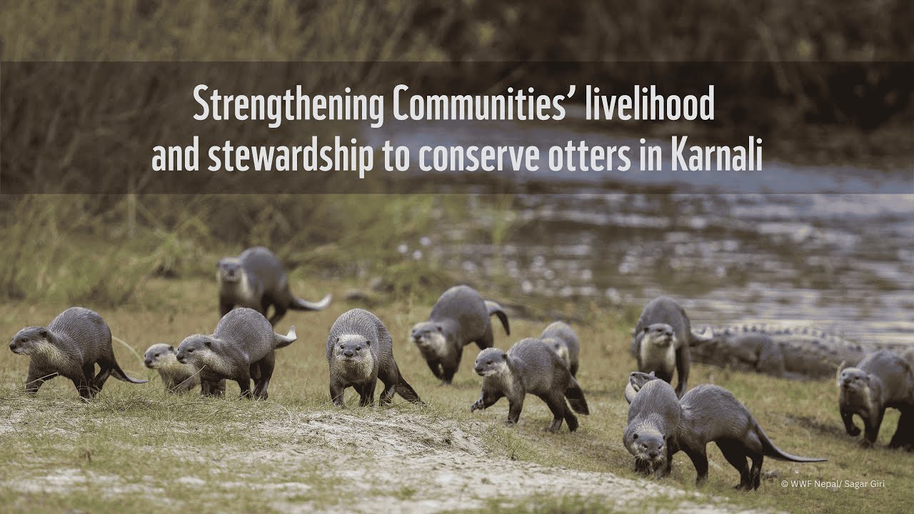 Strengthening Communities’ livelihood and stewardship to conserve otters in Karnali