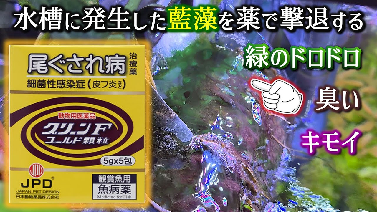 【必見】藍藻で水槽が崩壊する前に！方法と注意点を解説！