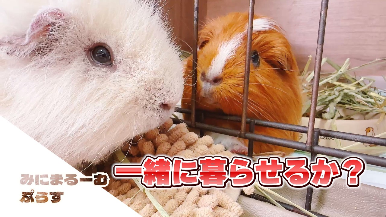 【モルモット】かわいいもん！わかります！🐹だけど・・・|ペットVlog・かわいい動物の日常