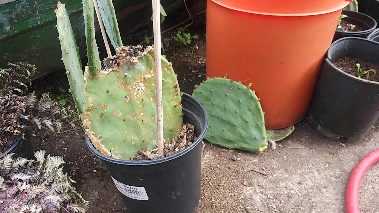 How to clone/propagate prickly pear cactus.  Edible cactus. Super easy