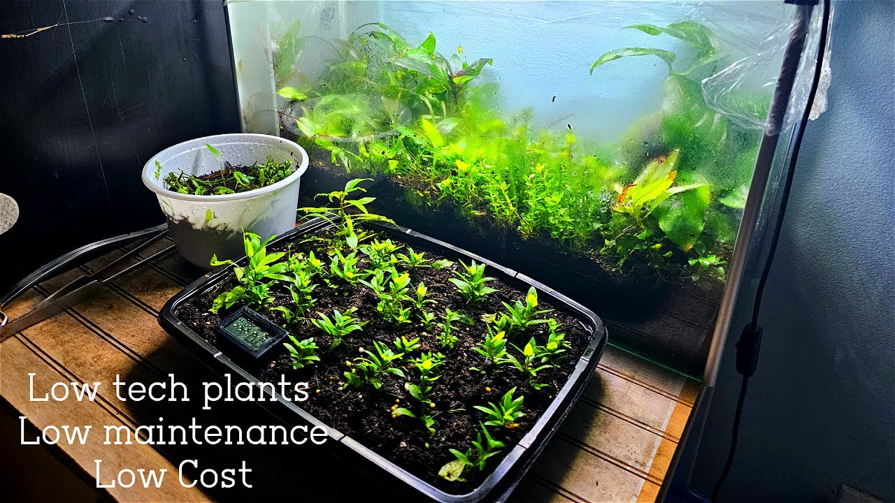Creating a Low-Maintenance Beginner-Friendly Aquarium Plant Emersed Set up: Step-by-Step Guide