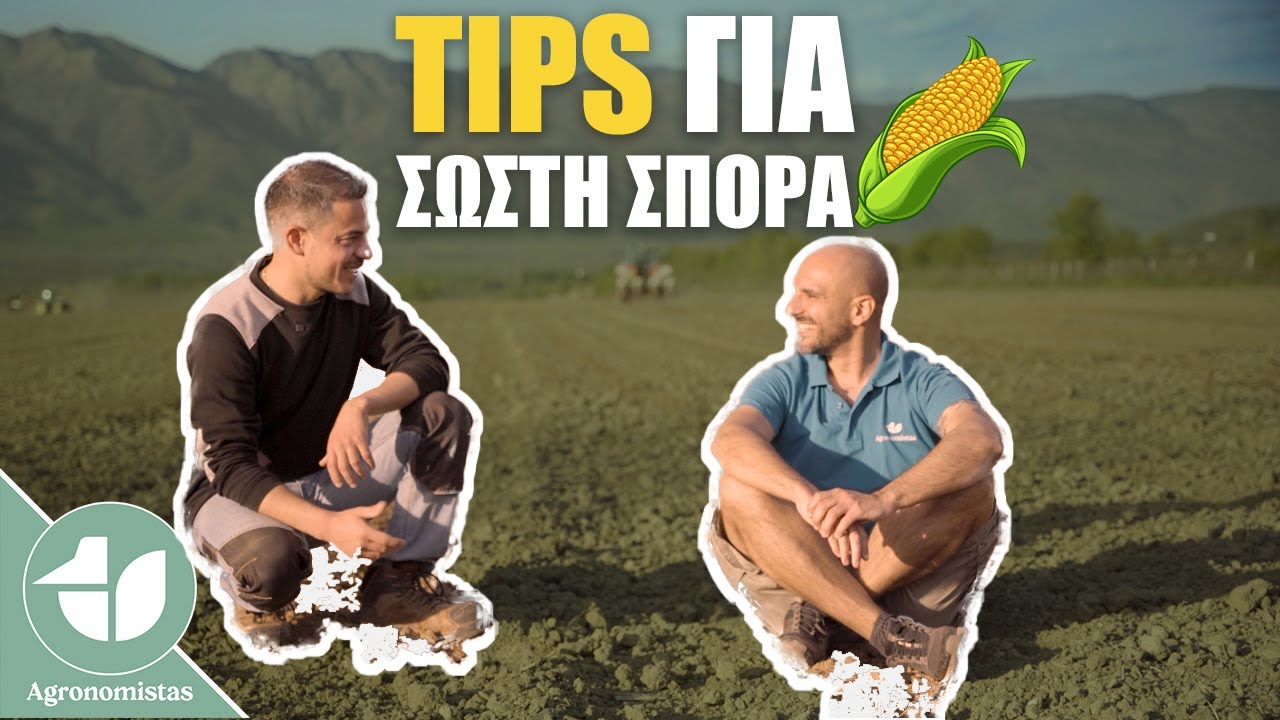 Советы по выбору семян кукурузы