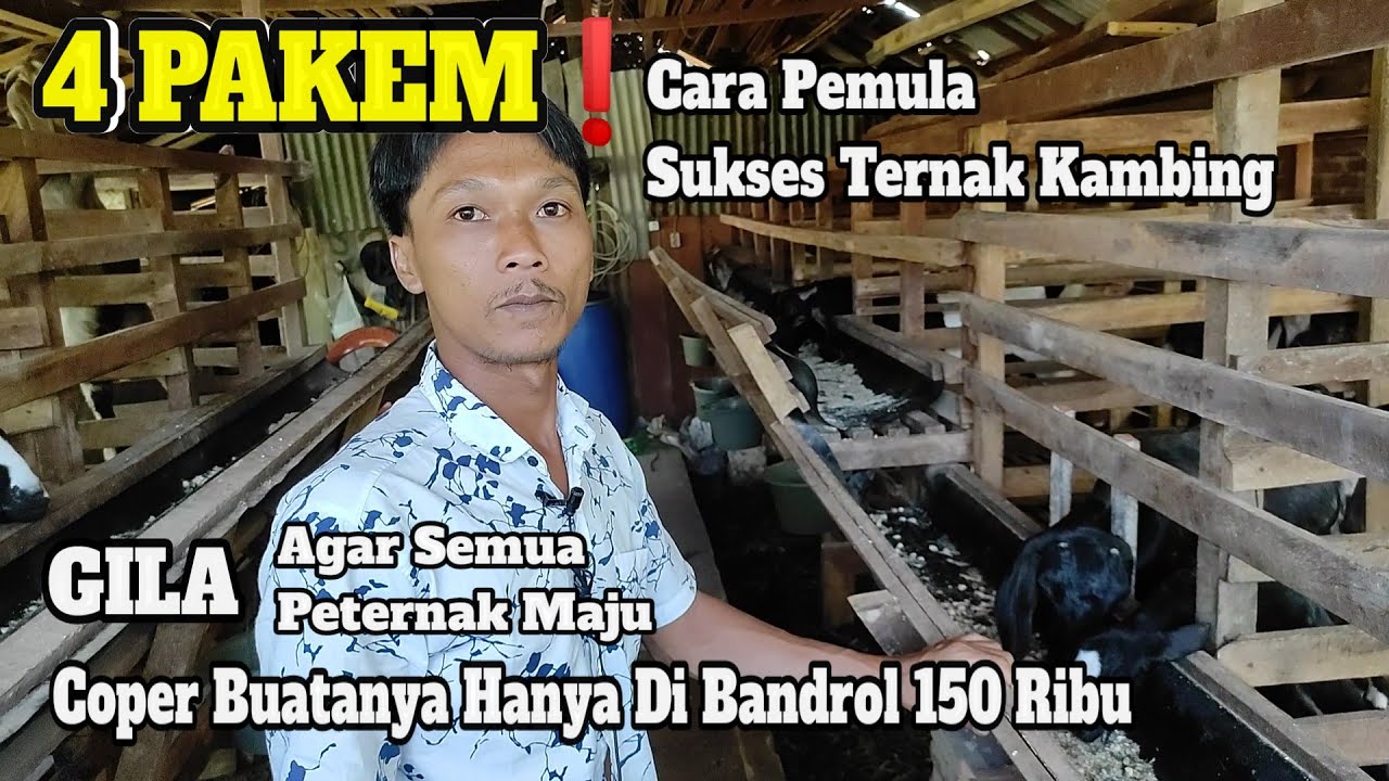 4 Pakem Jika Ingin Sukses ternak Kambing. (Dia Bandrol Coper 150 Ribu)