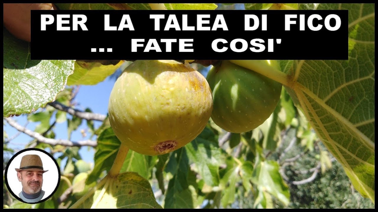TALEA DI FICO, fate cos&igrave;