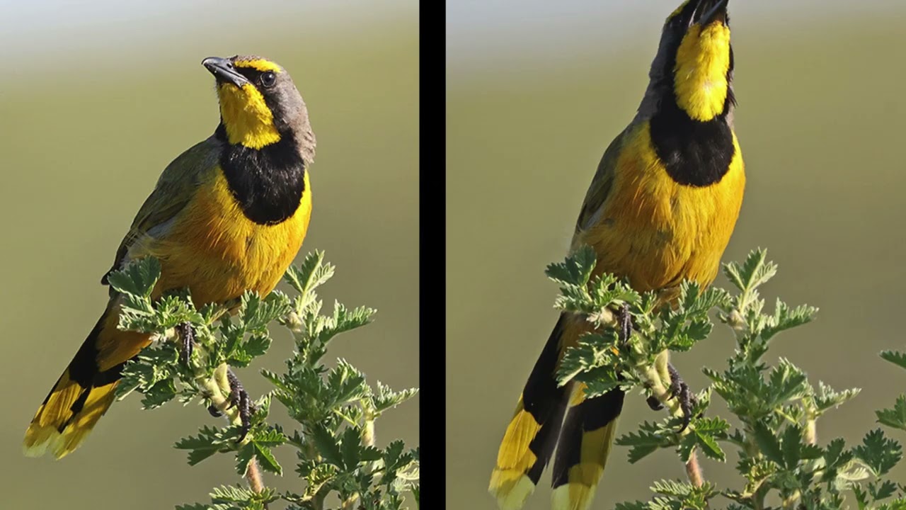 Dawn chorus 34: The Bokmakierie (Bird Call Audio)