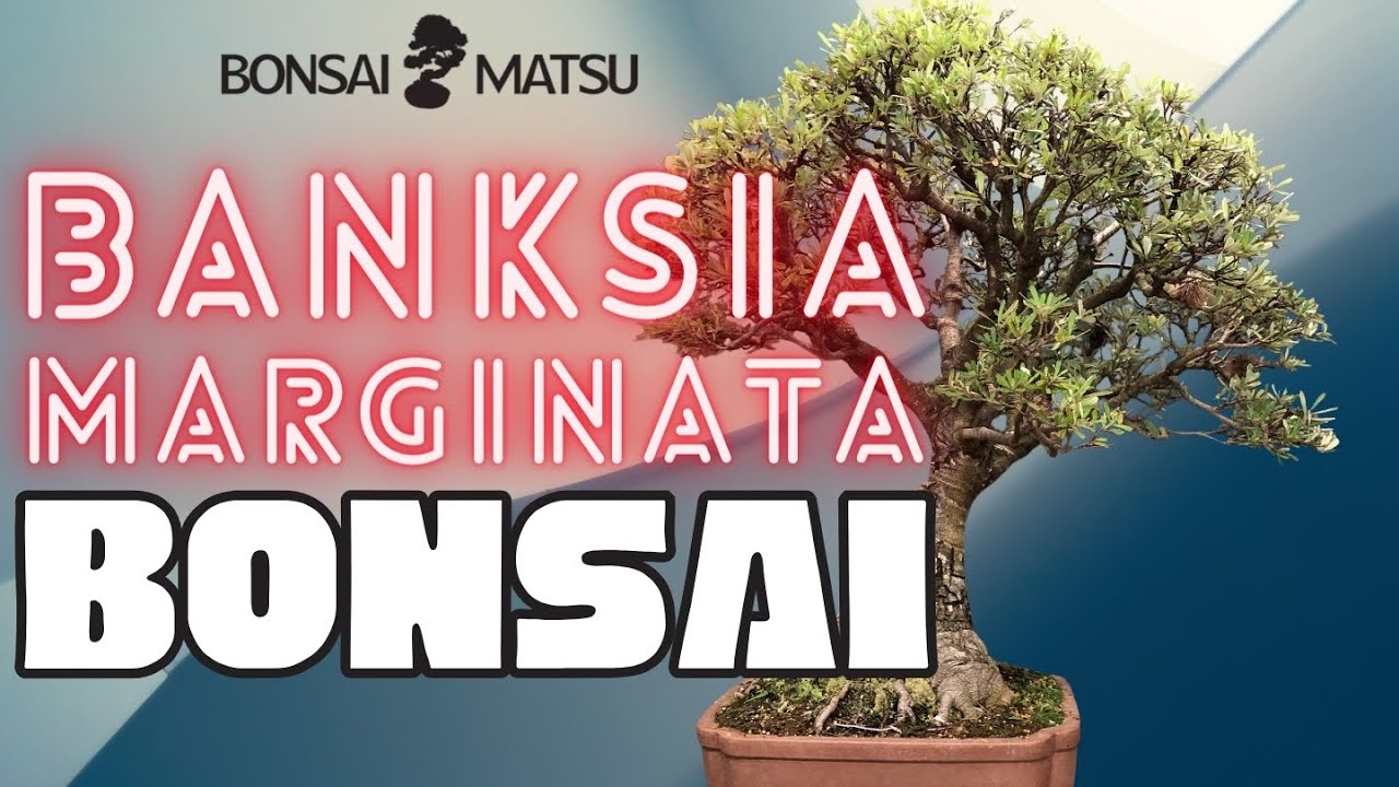 Day in the Life - Banksia Marginata 'Mini Marg'