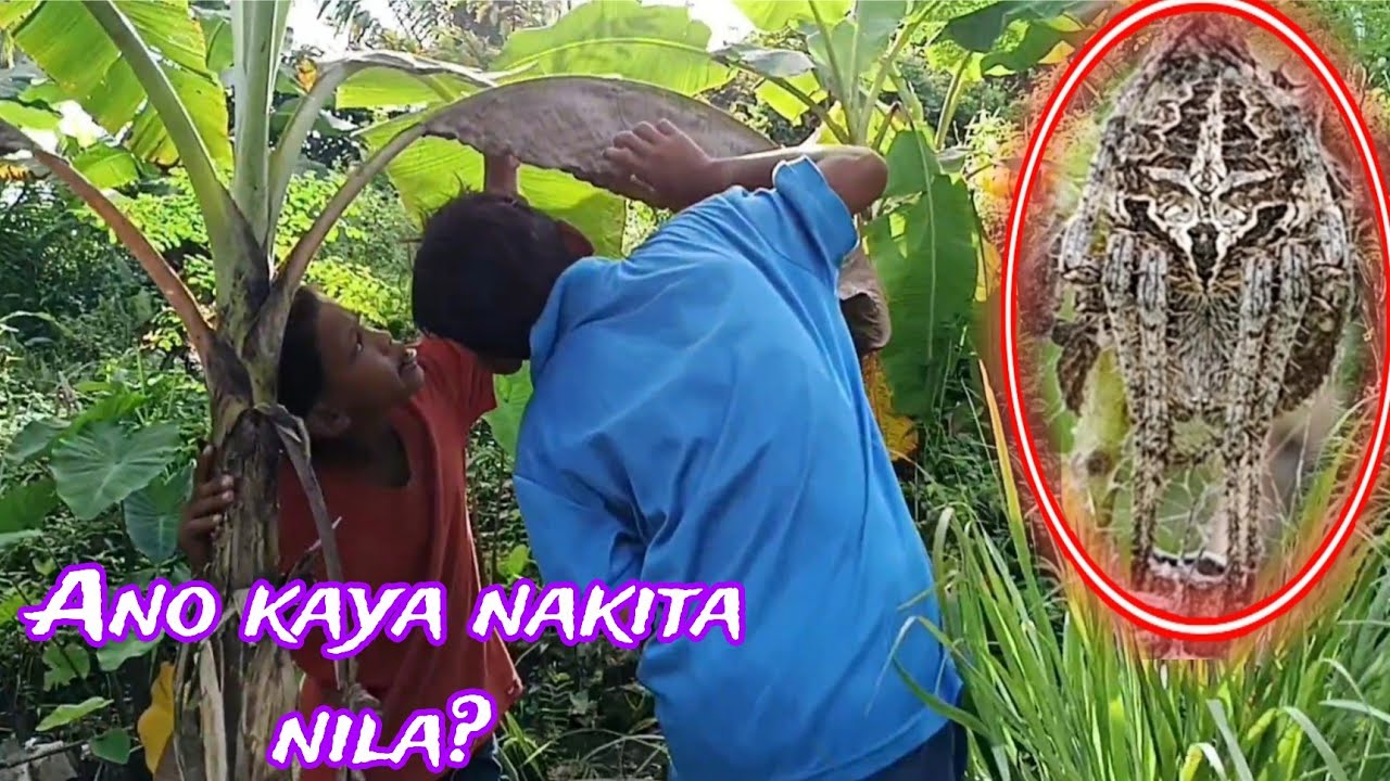 MAGANDANG KLASE NA GAGAMBA NAKITA NAMIN/#trending/#viral