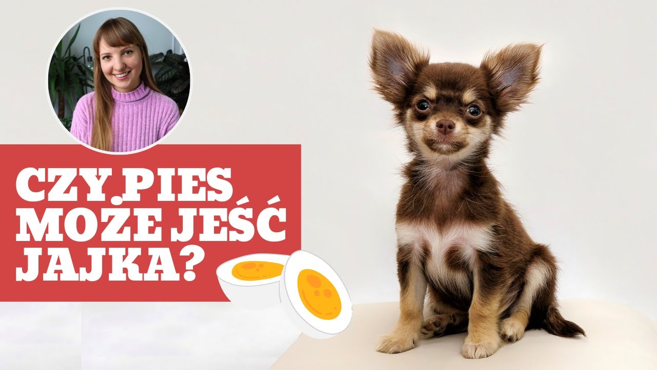 Czy pies może jeść jajka? Czy jajko nadaje się jako dodatek do suchej lub mokrej karmy dla psa?