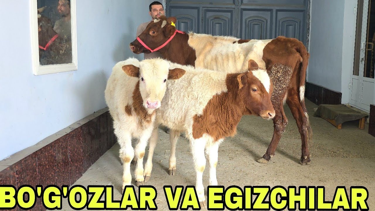 Azamat ukamizdan yangisi bo‘g‘oz estonlar va egizchi sigirlar 8-fevral, 2026