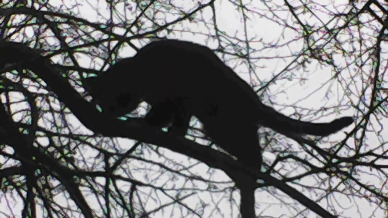 Sabel Thinking He's A Panther!