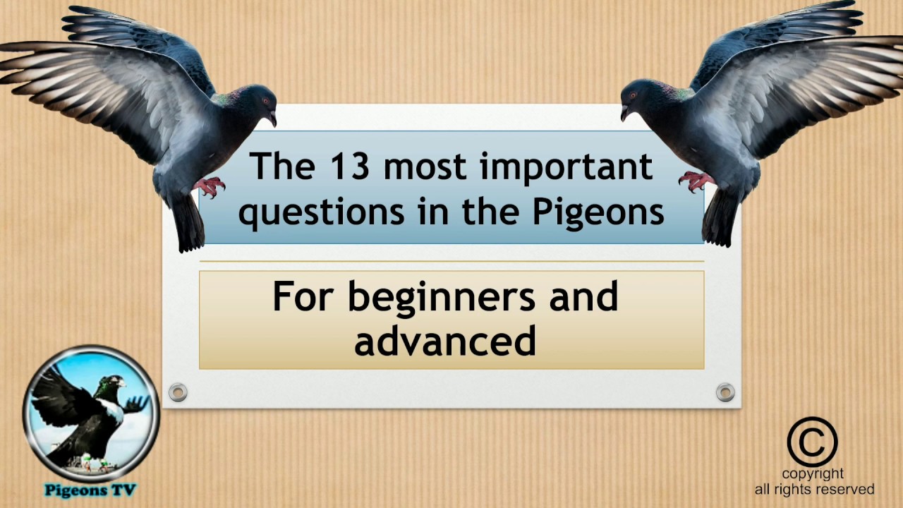 The most important questions in pigeons breeding, for beginners and advanced breeder