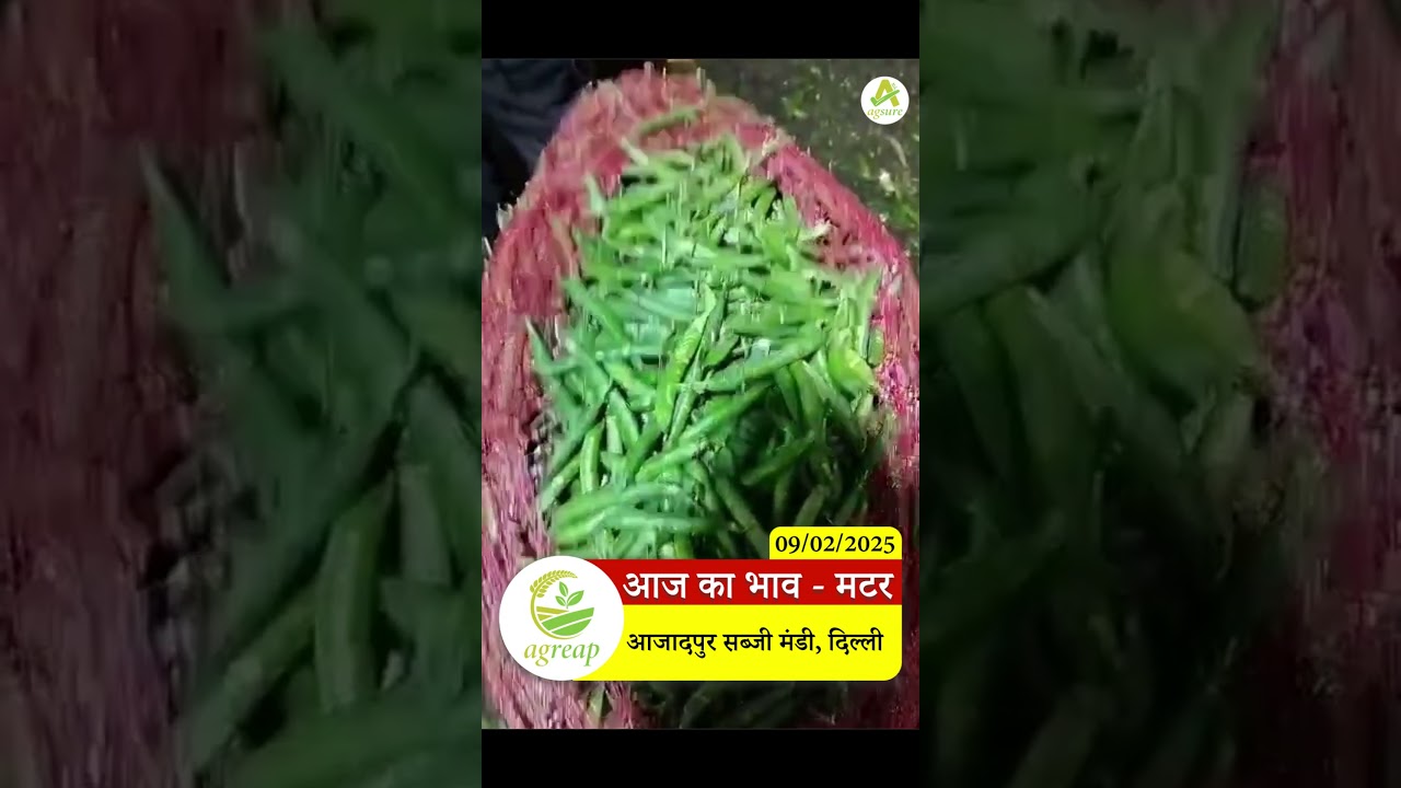 आज का ताज़ा भाव - मटर | आज़ादपुर सब्ज़ी मंडी | matar today rates | Azadpur Mandi rate