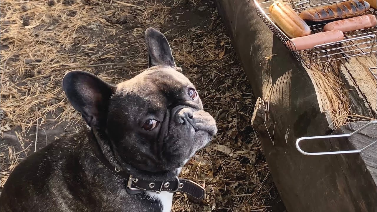 This dog commands the wind | Picnic with the French bulldog