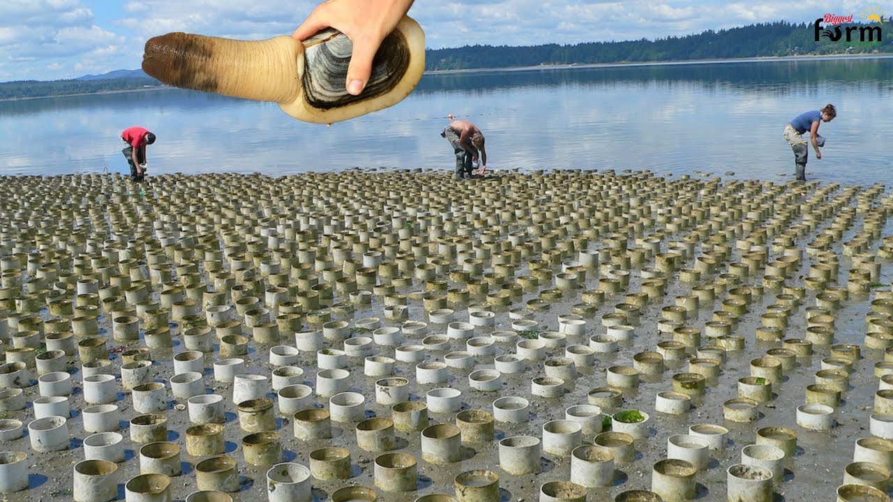 American Farm Raised Millions of Geoduck Clams - Amazing Harvest Geoduck Clams