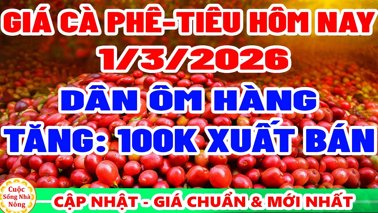 Giá cà phê hôm nay ngày 1/3/2026 | dân ôm hàng TĂNG 100K XUẤT BÁN - giá tiêu hôm nay
