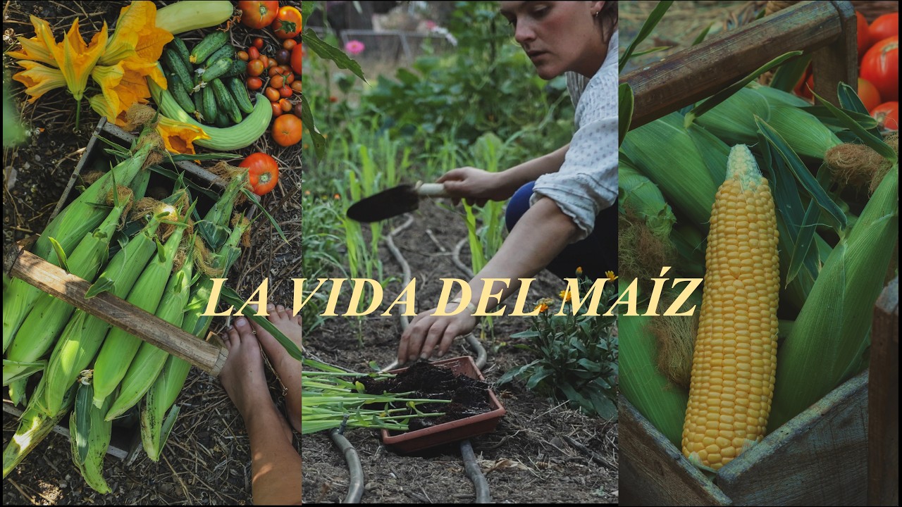 De la semilla a la mesa: la vida completa del maíz dulce 🌽