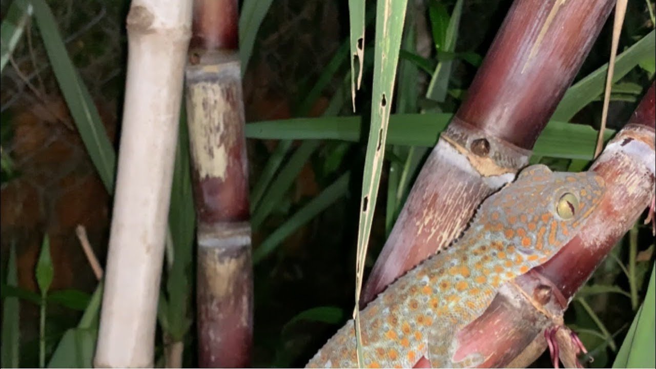Gecko Sound | Gecko Pictures | Gecko Giant