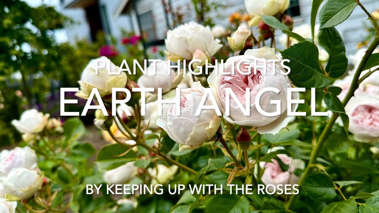 Earth Angel Rosebush