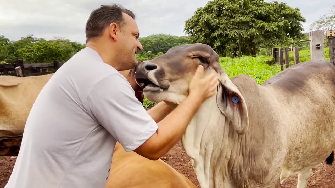 MILAGRES EXISTEM! EDMILSON ADORNO VIDA NA ROÇA!