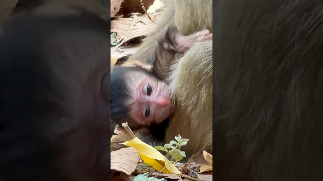 How's young monkey Brindy taking care her first baby trying to get up seriously