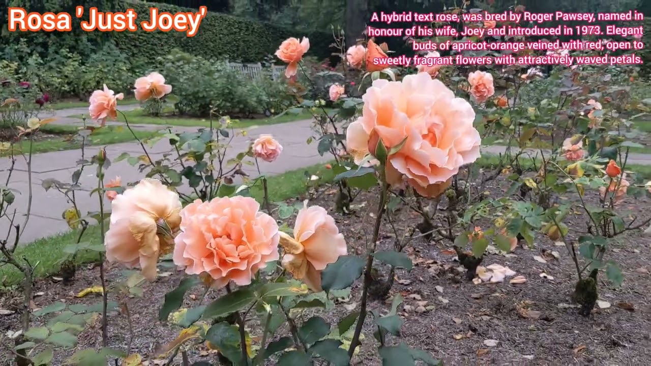 Rosa 'Just Joey'