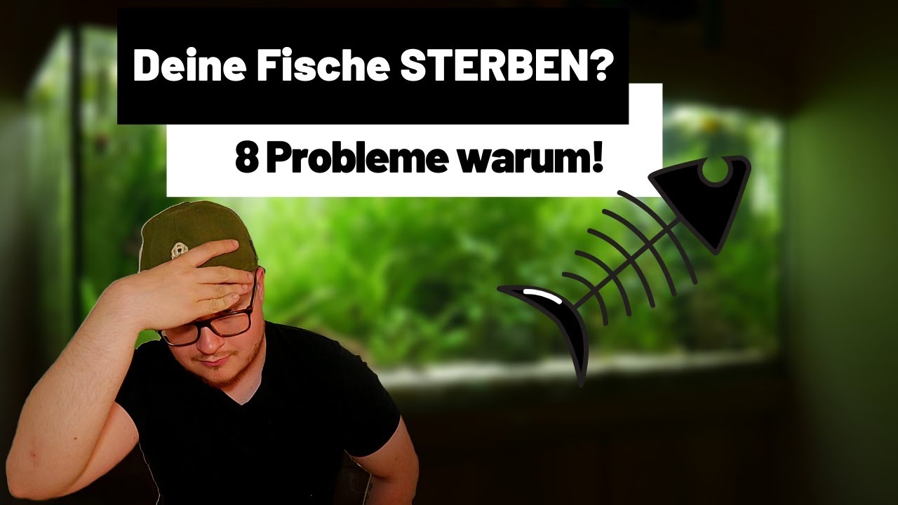 Warum STERBEN deine Aquarium Fische? | 8 PROBLEME und deren L&ouml;sung