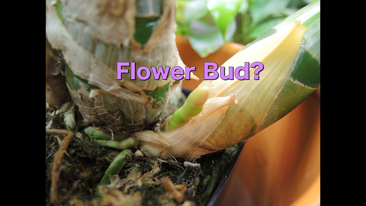 Black Orchid Update - Millenium Magic 'Witchcraft'