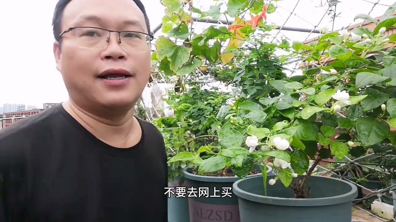 关于茉莉花的完整种植教程，窍门和技巧全包含