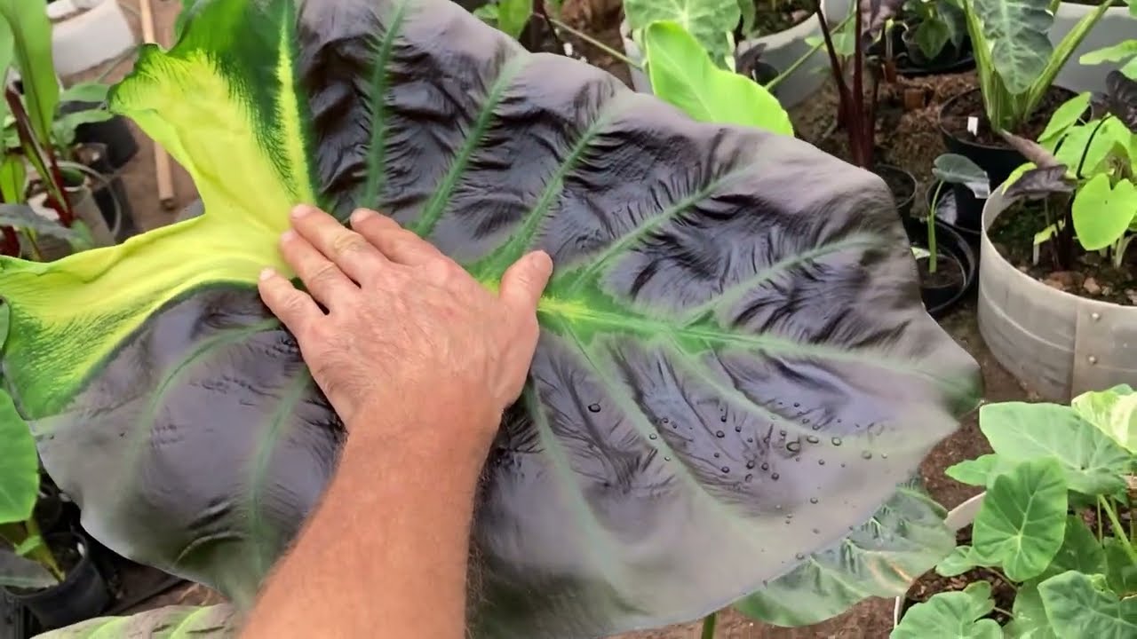 Colocasia Tossakan