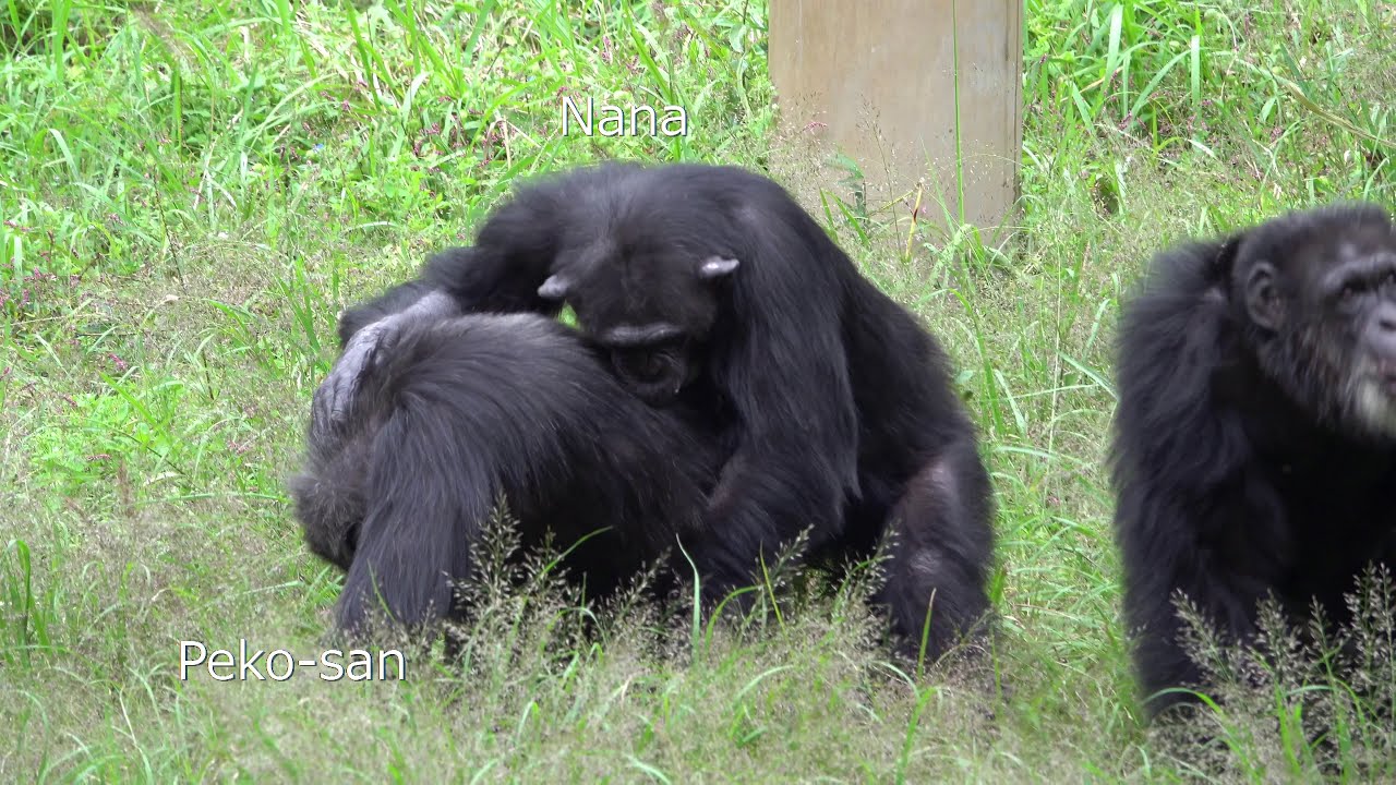 Oct 2019 Tama zoo chimps #6.2