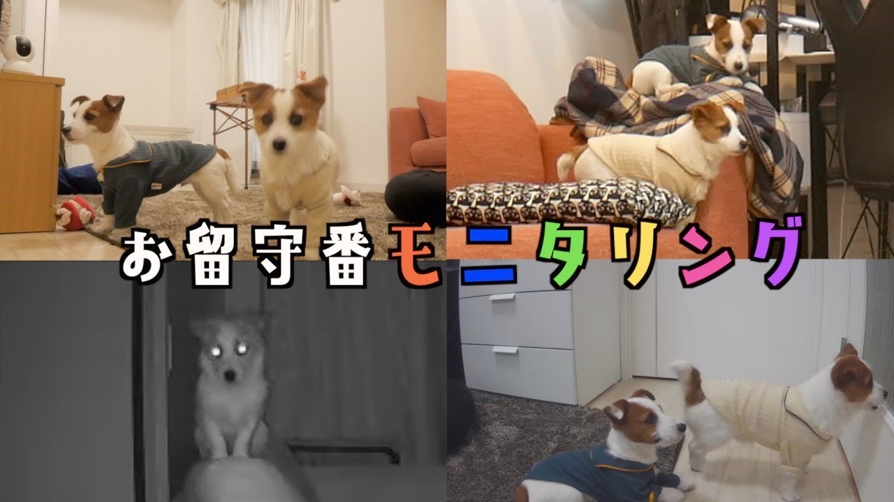 【多頭飼いお留守番モニタリング】兄犬一人だった頃を思い出して胸が締め付けられました/ジャックラッセルテリア