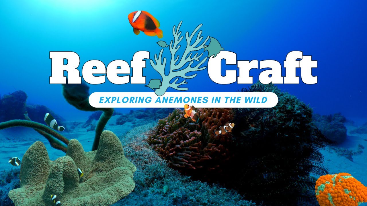 Lets Explore Wild Sea Anemones like you've never seen before ! Bubbletips, Carpets ect...