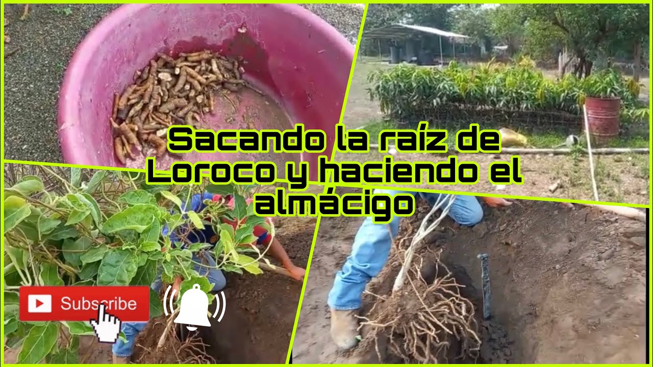 Sacando la raíz de Loroco y haciendo el almácigos | si les gusta el video subscríbanse 👍👍