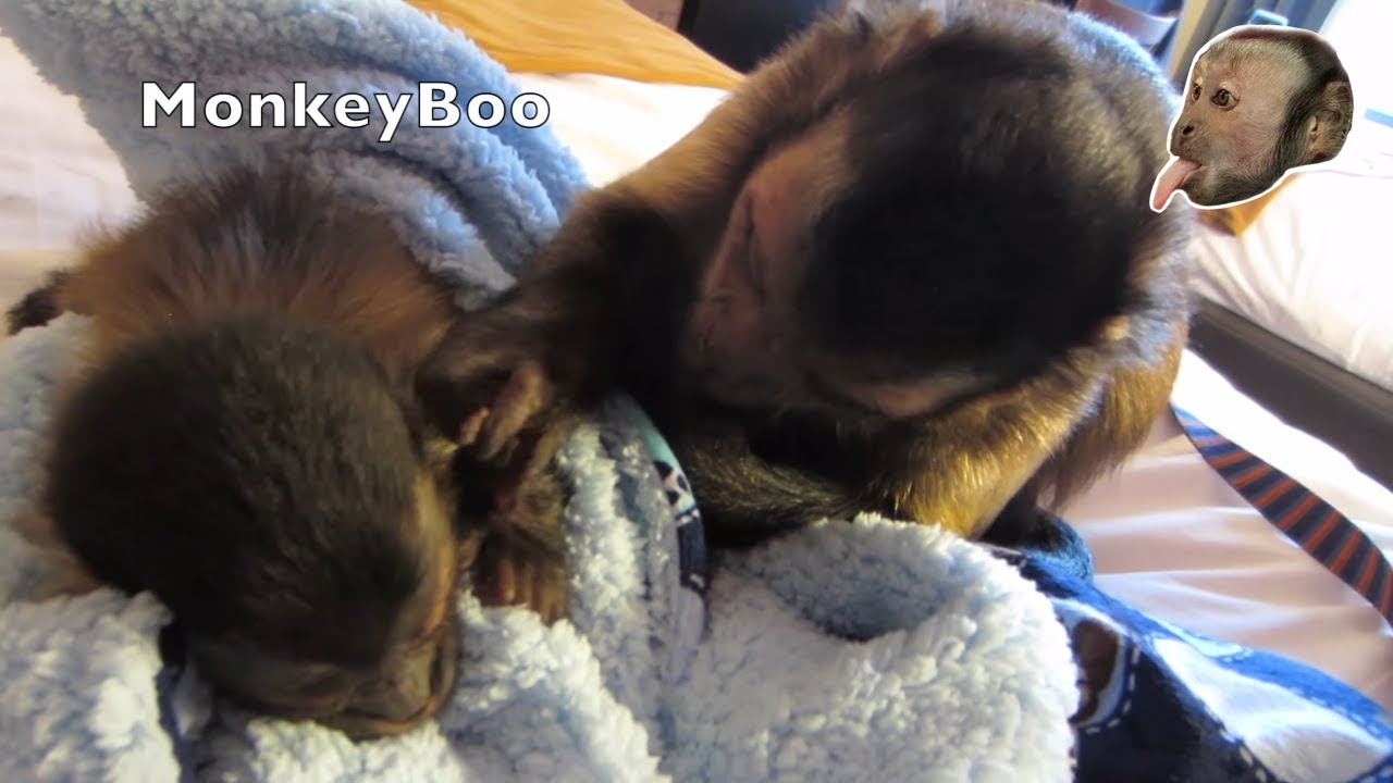 Capuchin Monkey and Baby Capuchin (Long Version)