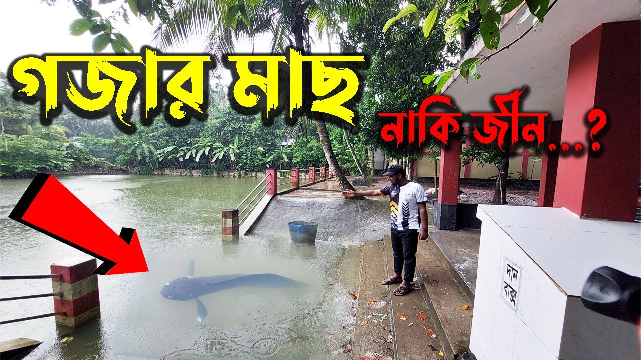 বরিশালের বিখ্যাত সেই গজার মাছের পুকুর | হযরত শাহজালাল [রহঃ] এর নির্দেশিত পুকুর | আদনান রাকিব