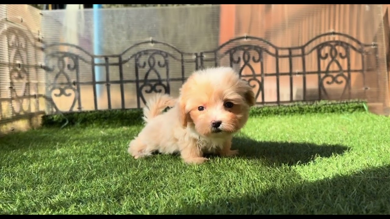 🐶