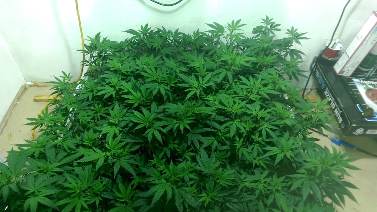 Oregon medical grow ep 4