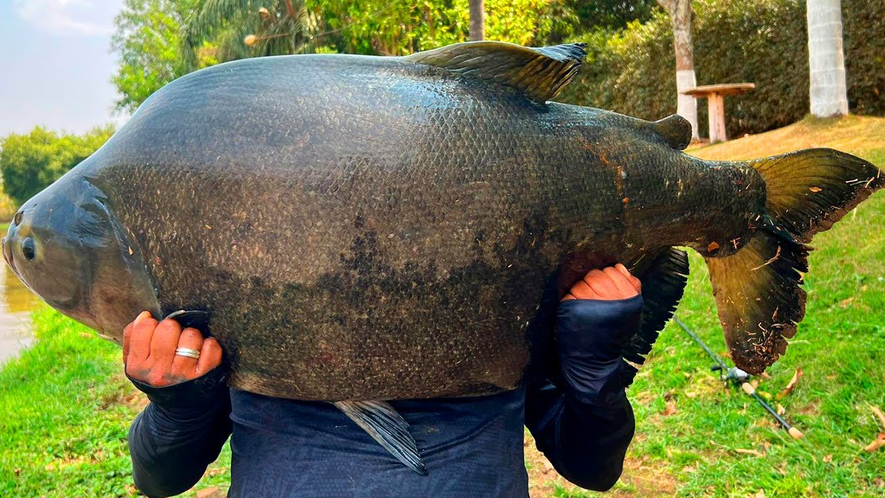 GOSTA DE PESCAR NA SUPERFÍCIE? ESSE É O MELHOR LUGAR! 31KG, 28KG, 27KG E +