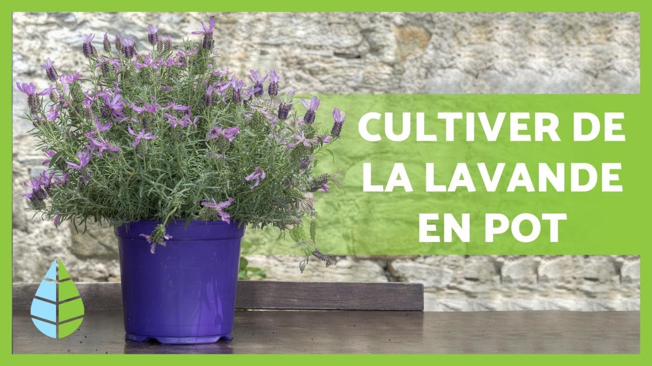 CULTIVER de la LAVANDE en pot 💜 Arrosage, compostage, taille et BIEN PLUS !