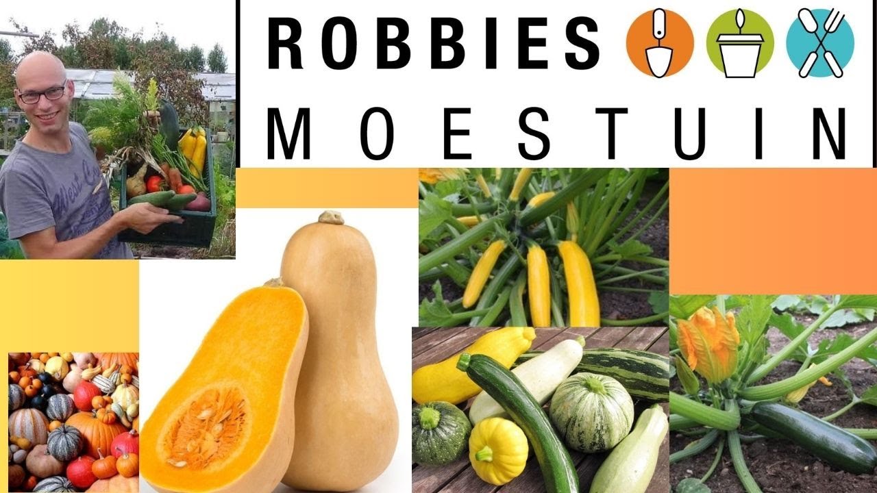 Ontdek het Geheim van Succesvol Pompoen en Courgette Zaaien! 🌱🎃