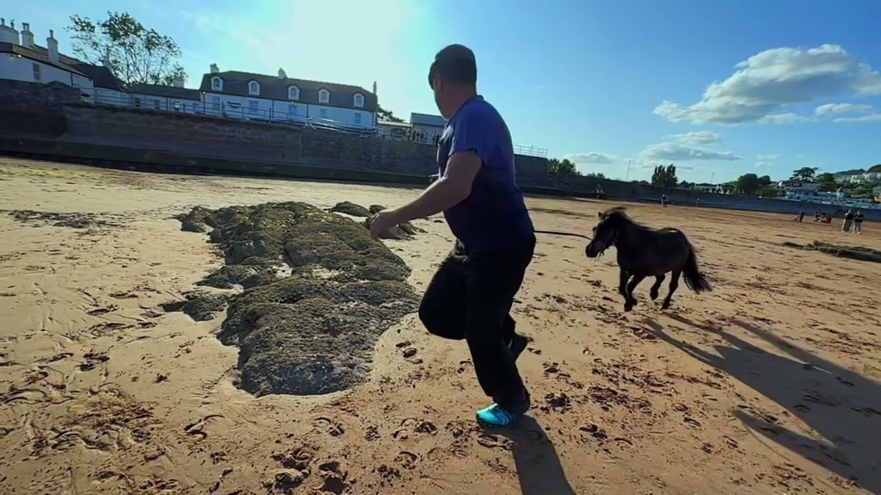 Patrick The Pony day out on the beach
