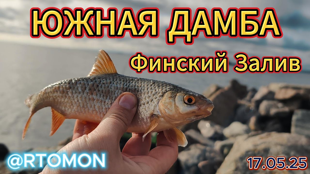 Рыбалка на Фидер. Южная Дамба Финского залива. Нерест Плотвы. #рыбалка #рыбалканафидер #fishing